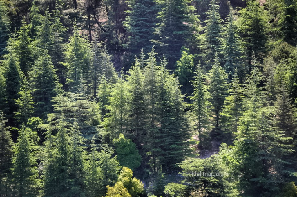 الشوف وروائع طبيعته ومحمية ارزه