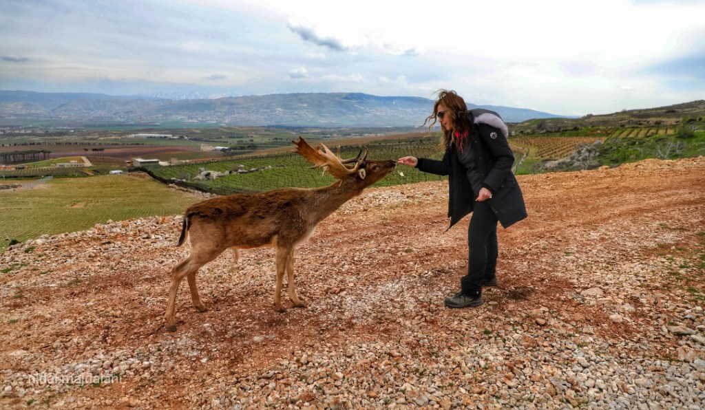 قصة الغزال في لبنان وبدء موسم&nbsp;الصيد