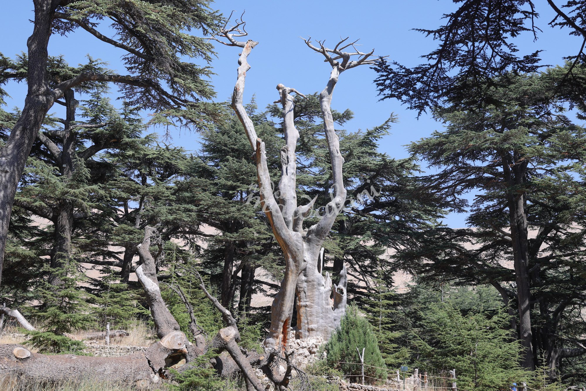 Rudy Rahme’s Trinity sculpture in the Cedars of God