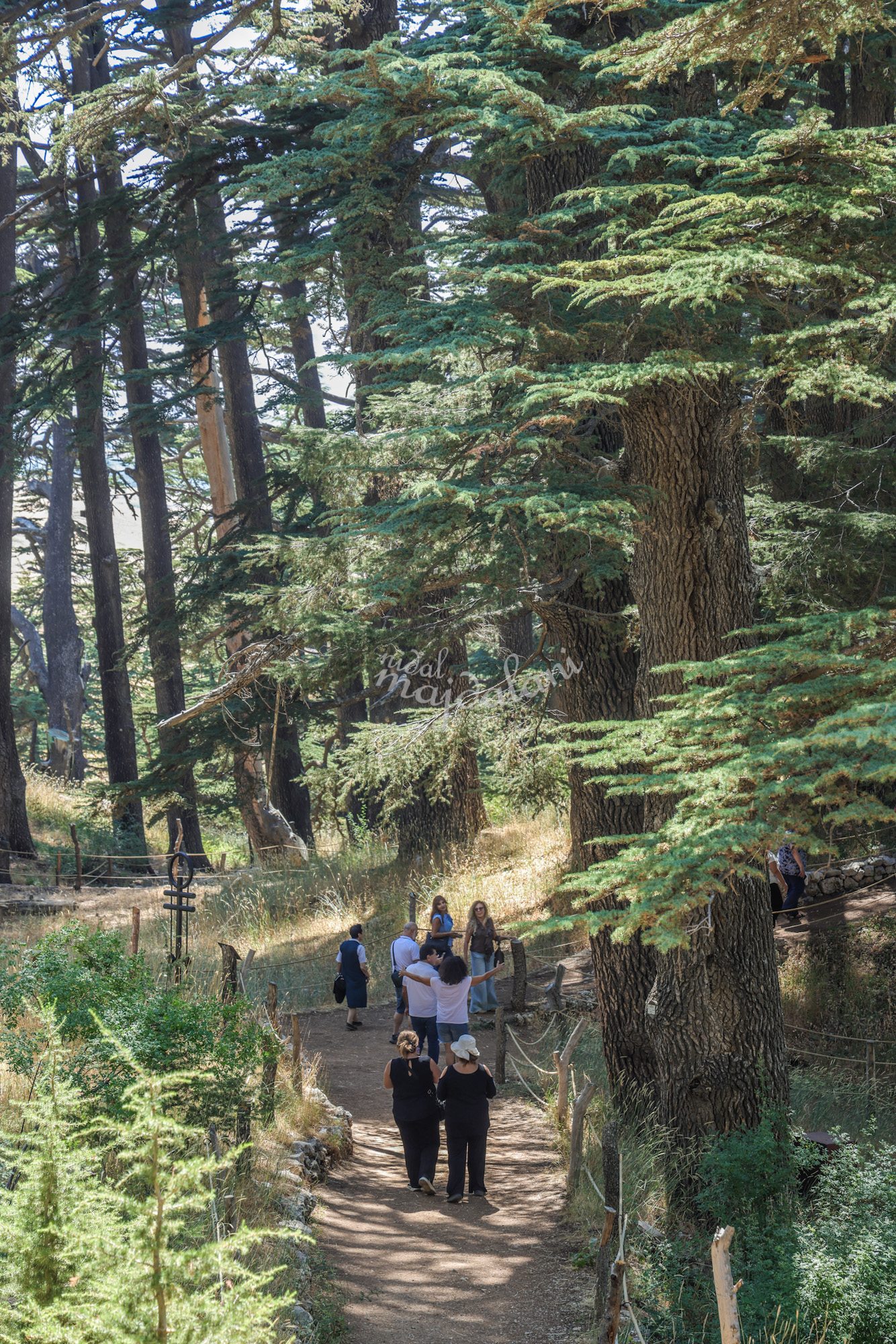 Walking trail through the Cedars of God in Bsharri