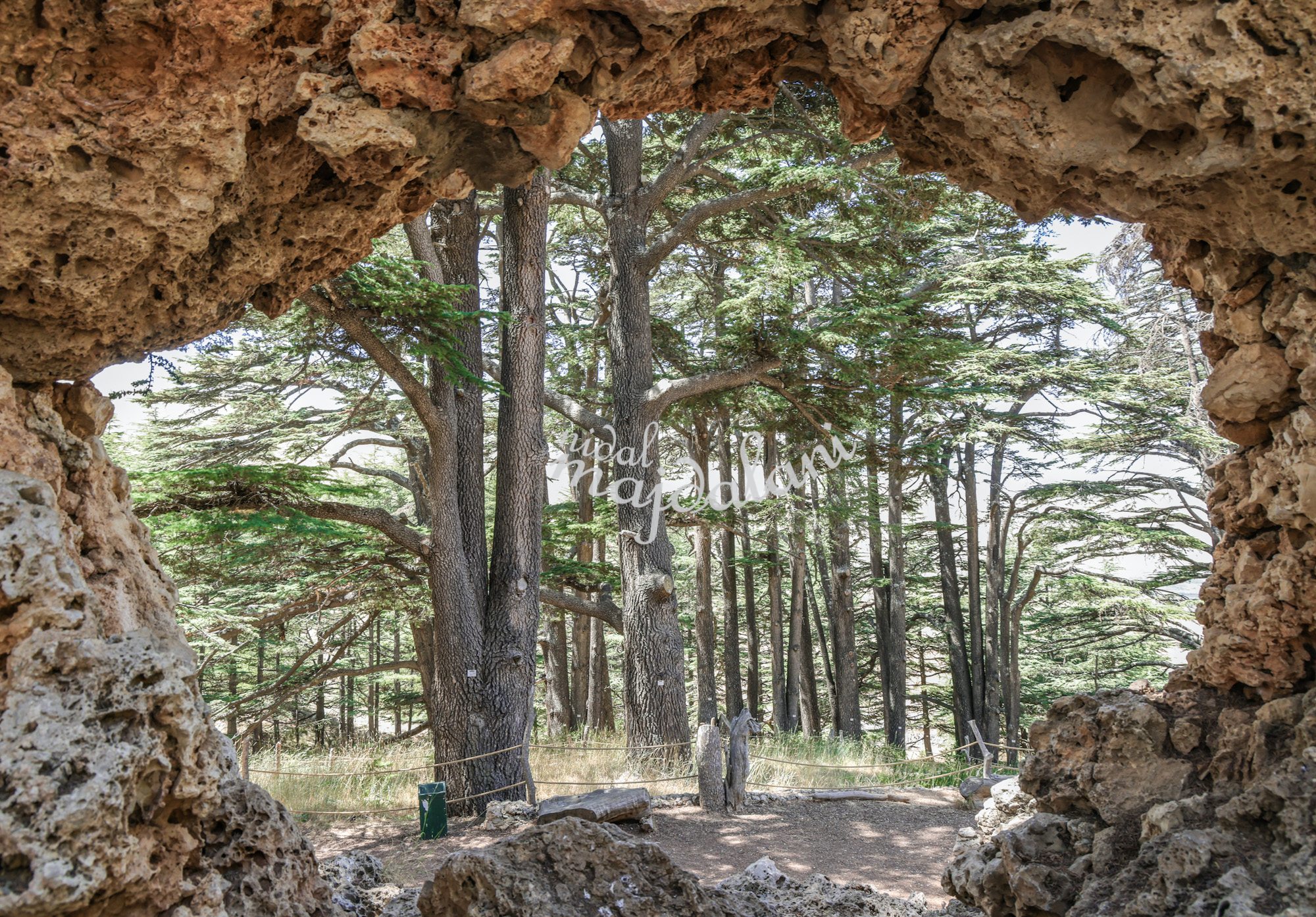 Framed view of the Cedars of God in Bsharri