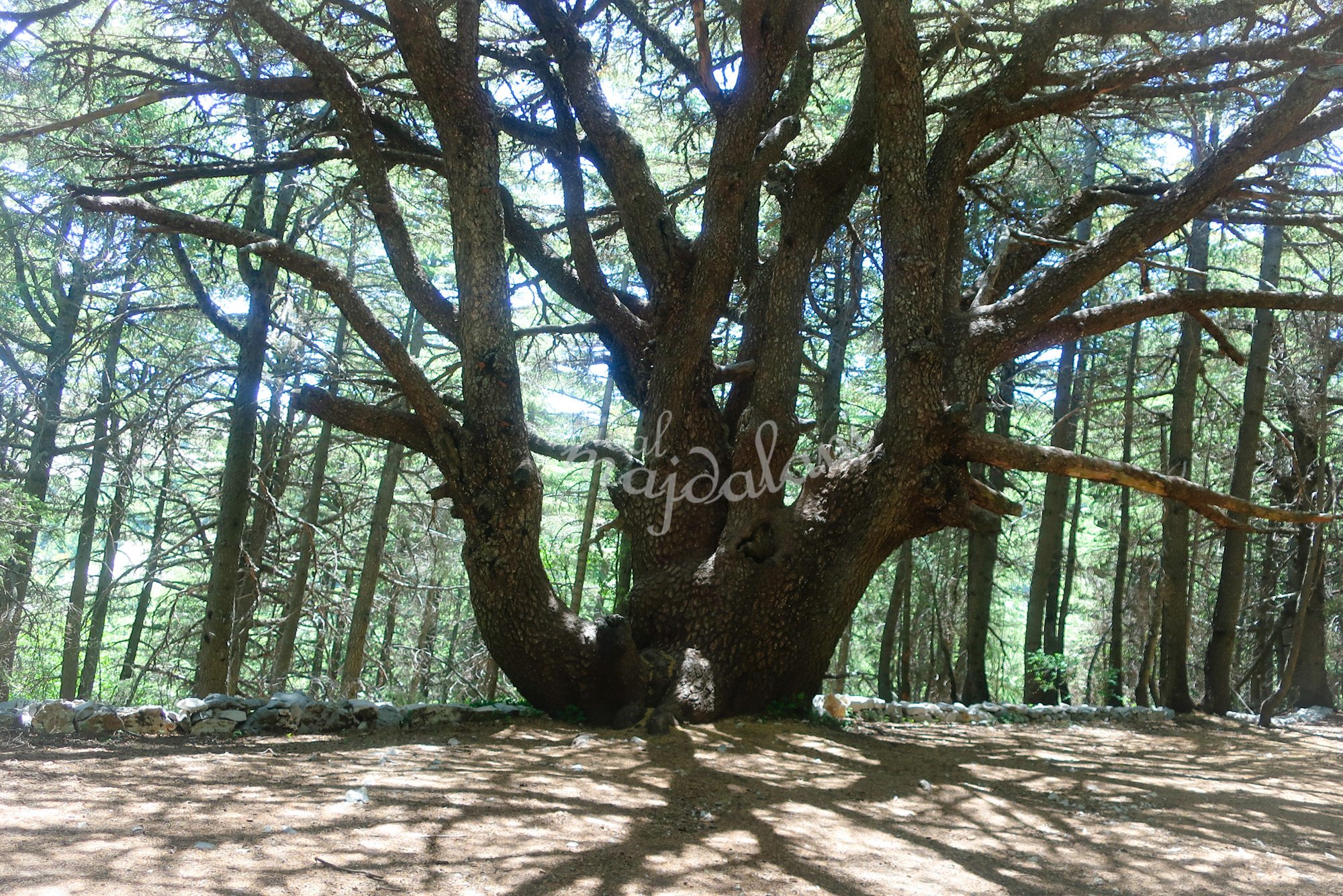 Ancient cedar tree in the Shouf mountains-Barouk