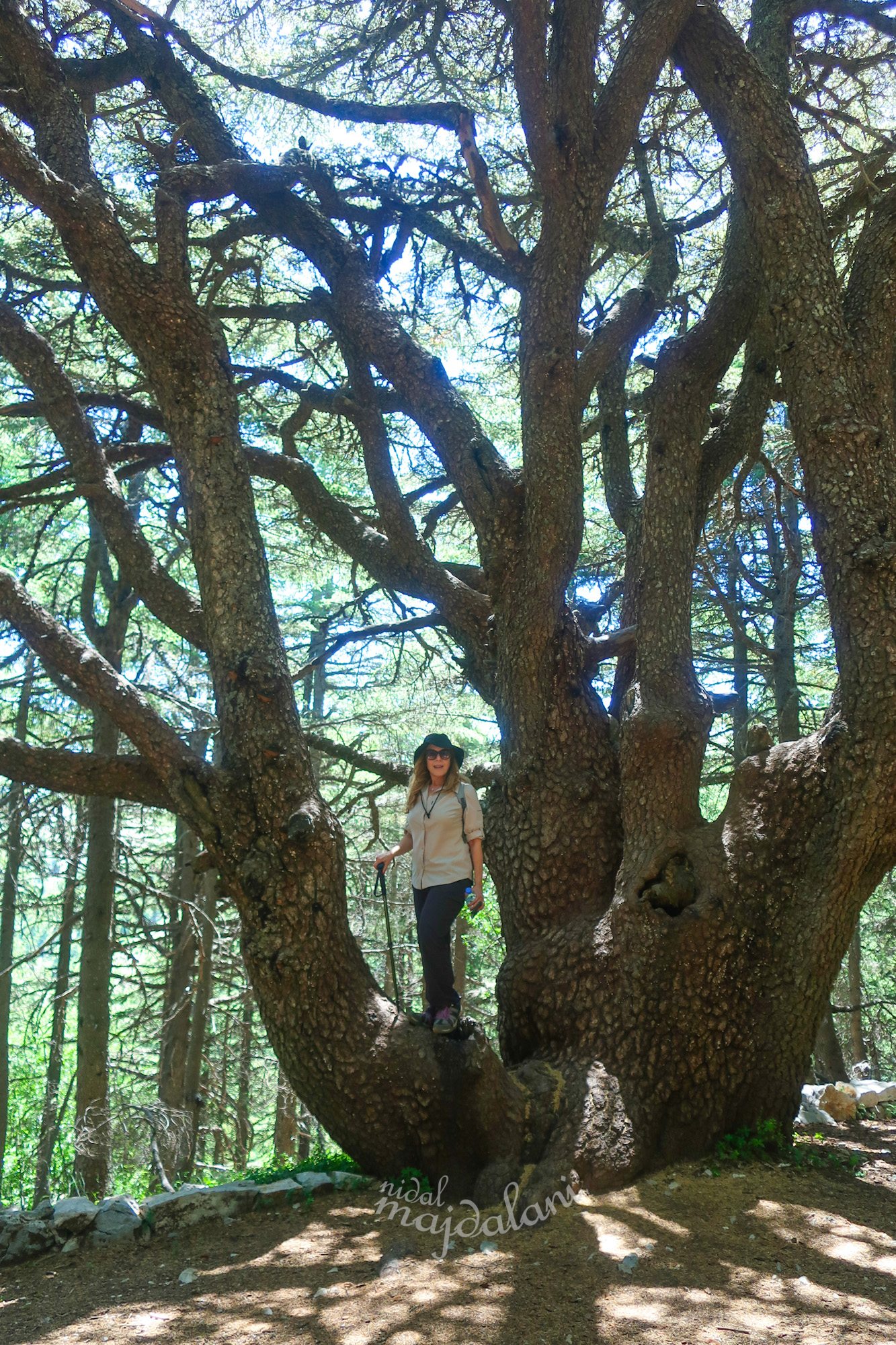 Nidal Majdalani and a large cedar tree in Barouk